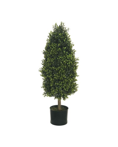 Pianta cipresso di boxwood...