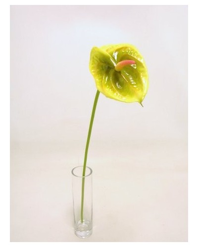 Ramo anthurium piccolo h 57...