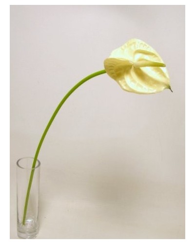 Ramo anthurium piccolo h 57...