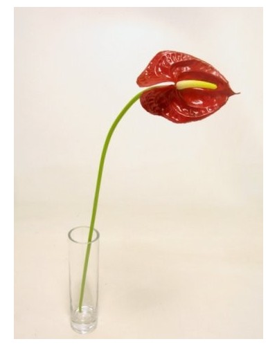 Ramo anthurium piccolo h 57...