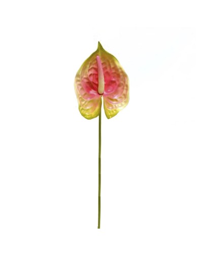 Ramo anthurium h72 green pink