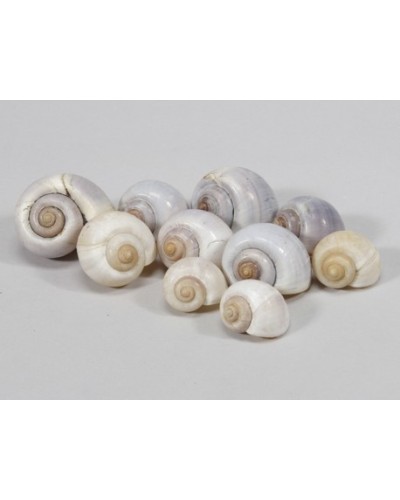 Kg1 conchiglie lumaca gr