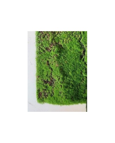 Tappeto di muschio verde...