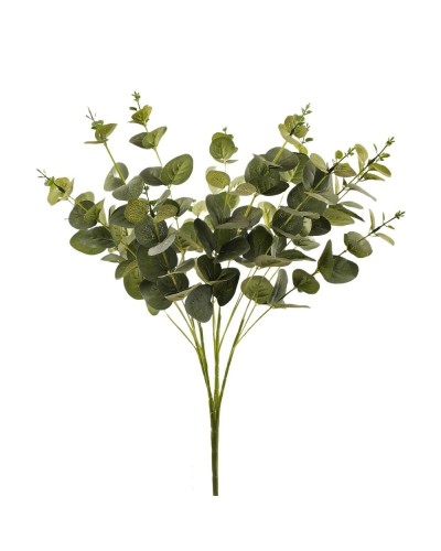 Bush eucaliptus x 16...