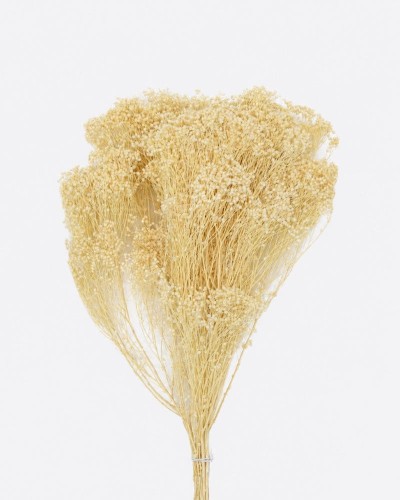 Broom blooms naturale 100 gr
