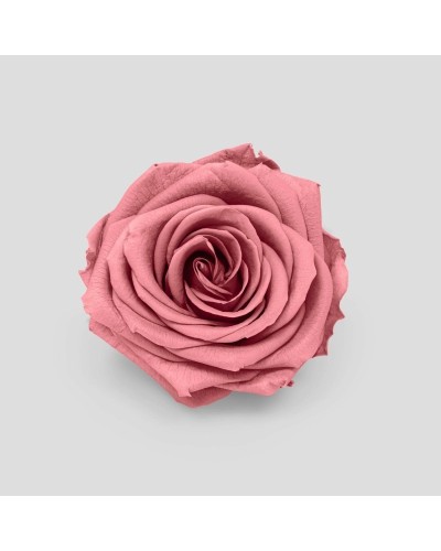 Cf 10 rose bocciolo...