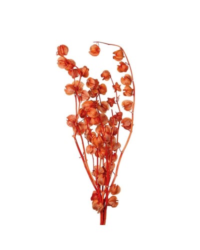 Cf 70 gr ramo physalis h 60...