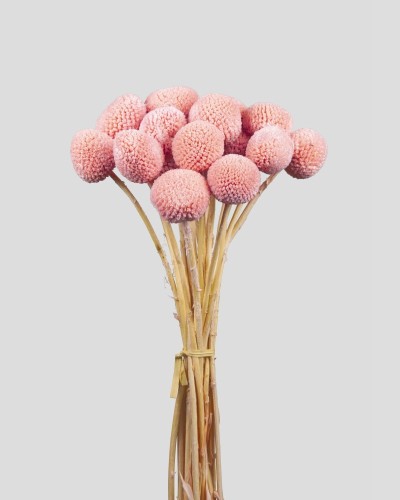 Cf 20 pz craspedia dm2.53...