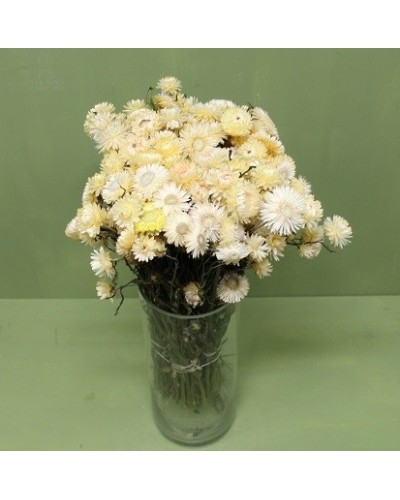 Cf 250 gr mazzo helichrysum...