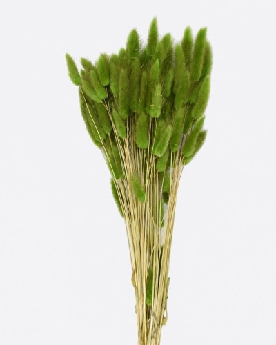 Lagurus topino verde scuro...