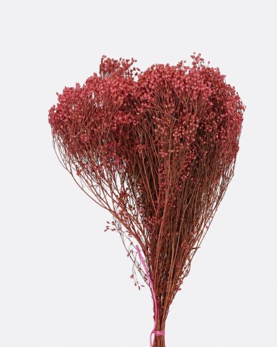Broom blooms rosa antico...