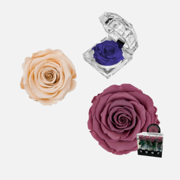 Fiori Secchi e Stabilizzati per Fioristi | FlorStyle