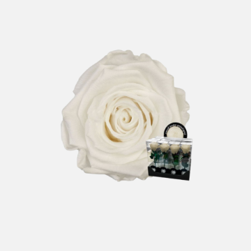 Rose Stabilizzate Ingrosso: Rose Eterne | FlorStyle