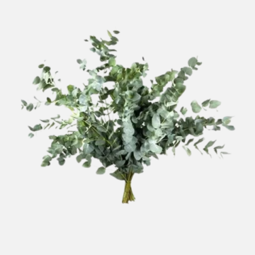 Fiori Secchi e Stabilizzati per Fioristi | FlorStyle