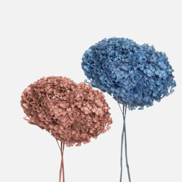Fiori Secchi e Stabilizzati per Fioristi | FlorStyle