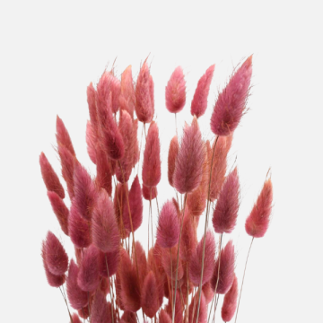 Fiori Secchi e Stabilizzati per Fioristi | FlorStyle