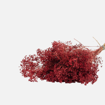 Fiori Secchi e Stabilizzati per Fioristi | FlorStyle