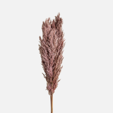 Fiori Secchi e Stabilizzati per Fioristi | FlorStyle