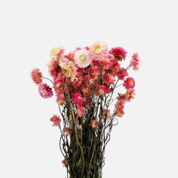 Fiori Secchi e Stabilizzati per Fioristi | FlorStyle