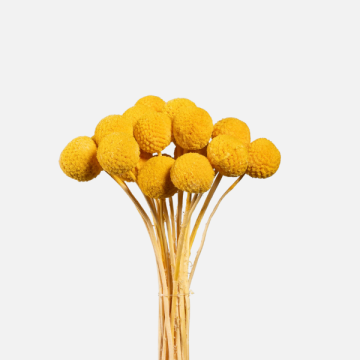Fiori Secchi e Stabilizzati per Fioristi | FlorStyle