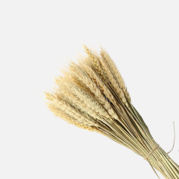 Fiori Secchi e Stabilizzati per Fioristi | FlorStyle