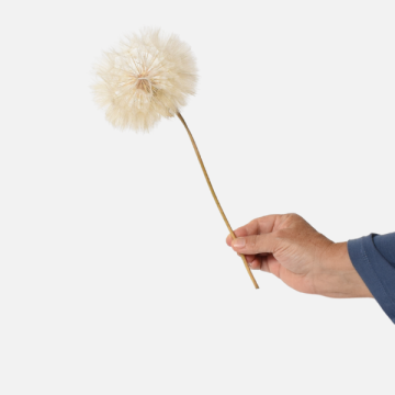 Fiori Secchi e Stabilizzati per Fioristi | FlorStyle