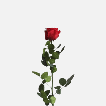 Collezione San Valentino